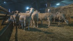 Bežná súčasť jedálnička našich predkov súčasnú generáciu neláka, dnes ju zje málokto