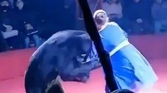 VIDEO: Dramatické chvíle pred zrakom detí. Medveď v cirkuse napadol tehotnú krotiteľku