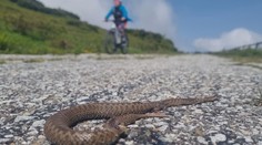 Pri vzájomnom strete sa zľakne viac ako človek. Jediný jedovatý had Slovenska dopláca na svoju povesť