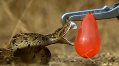 Ohromujúce video: Spomalený útok jedovatého hada