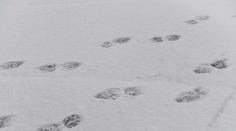 Zaujímavý a nečakaný úkaz. V Tatrách uprostred leta snežilo