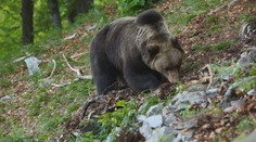 Pri spoločnej poľovačke postrelili medveďa hnedého. Vraj išlo o sebaobranu
