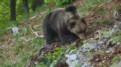 Odborníci upozorňujú, že odstrel medveďa nerieši príčiny stretov. Pozreli sme sa na to bližšie