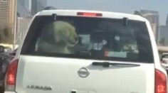 Neuveriteľné video: Vodič prevážal v kufri auta leva