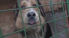 Staráte sa o svojho psa dobre? Sú aktivisti, ktorým ľudia ohlasujú, ak sa im niečo nezdá