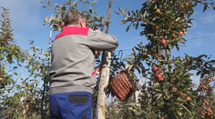 Samozber jabĺk bez platenia prilákal davy, od rána sa tvorili kolóny. Ovocinár sa neubránil slzám