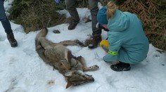 V Starom Smokovci niekto postrelil vlčicu. Zviera umieralo krutou smrťou