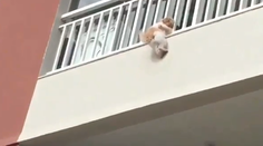 VIDEO: Záchranná akcia pohotových susedov. Psík spadol z tretieho poschodia