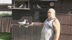 Prichytený pri čine: Bol taký hladný, že chcel chovateľovi zjesť holuby