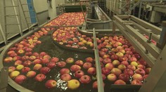 Takto lacné jablká sme tu nemali už dlho. No to, čo teší zákazníkov, je prekliatie pre pestovateľov