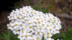 Táto rastlinka vás záchráni pred menštruačnými bolesťami