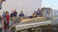 Čínski rybári vylovili z rieky poriadny kúsok. Ryba vážila viac ako pol tony