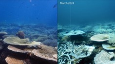 Pohroma pre Austrálčanov. Veľkú koralovú bariéru zasiahlo rekordné blednutie