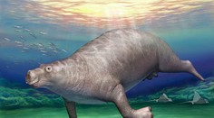 Dlhé roky si mysleli, že ide o dinosaura. Vykľul sa z neho jeden z najčudnejších cicavcov