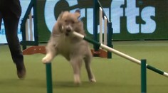 Ukradol tyč aj celú šou: Záchranársky pes si z pravidiel súťaže urobil trhací kalendár