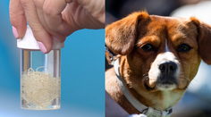 U psov rapídne stúpa nebezpečné ochorenie srdca. Spôsobujú ho nechutné červy prenášané týmto hmyzom