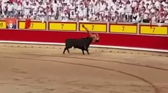 Býky mu dávajú zabrať. Na jar ho nabral do zadku, teraz do genitálii