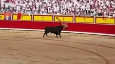 Býky mu dávajú zabrať. Na jar ho nabral do zadku, teraz do genitálii