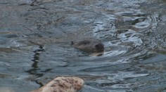 Bobor vyčíňa v nitrianskom parku. Náš štáb ho ako prvý prichytil pri čine