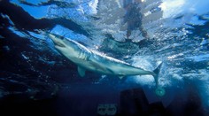 VIDEO: Na severe Talianska sa objavil trojmetrový žralok. Správca prístavu vyzýva k opatrnosti