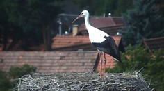 Niektoré bociany už smerujú do teplých krajín. Prvé z nich sa vydali na cestu skôr, ako je zvykom