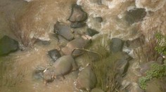 Záchrana sloníčaťa sa skončila veľkou tragédiou. Pod vodopádom objavili ďalšie mŕtve slony