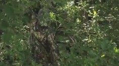 Dokonalé maskáče: Lovca v nich v lese len ťažko spoznáte