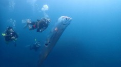 VIDEO: Pri pobreží Taiwanu spozorovali jedného z najzáhadnejších morských tvorov. Na tele mal okrúhle rany