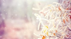 Varovanie pre záhradkárov: V noci na pondelok platí výstraha pred prízemným mrazom