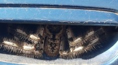 Dômyselne ukrytý pavúk vydesil ženu. So zážitkom sa podelila na sociálnej sieti