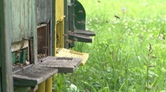 Agresívne osy v horúčavách zabíjajú. Na toto si dávajte pozor