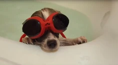 Internet sa búri: Mladá Češka vo videu takmer utopila psa