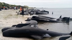 Na pobreží Nového Zélandu uviazli veľryby, stovky to neprežili