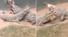 VIDEO: Gigantického predátora naštartoval nesprávny pohyb. Šou vo výbehu s krokodílmi sa zmenila na drámu