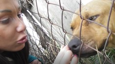 Muž nám opísal hrôzu zo psích zápasov. To všetko sa deje pre veľké peniaze