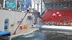 Delfinárium čelí kritike za smrť delfínieho mlaďaťa, ktoré zahynulo priamo počas predstavenia