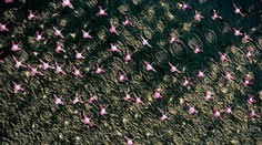 Na Dunaji po desaťročiach opäť spozorovali plameniaky