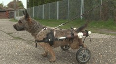 Shaggy pre poškodenú miechu ochrnul, napriek hendikepu chytil druhý dych