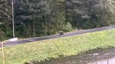 Medveď na cyklistickom chodníku. Svit varuje obyvateľov, prijali opatrenia