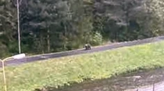 Medveď na cyklistickom chodníku. Svit varuje obyvateľov, prijali opatrenia