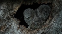 Sovy v Zlatých Moravciach poriadne prekvapili ornitológov