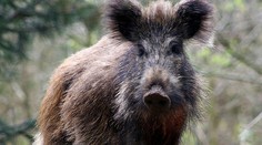 Stále doplácame na Černobyľ. Hlavne zvieratá