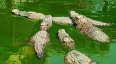 Z krokodílov urobili vegetariánov. Pozrite sa, kde