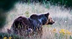 Nepochopiteľný čin vyvolal hnev: Medvedicu, ktorá preslávila talianske mesto, zastrelili