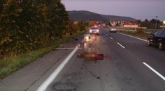 Pri Prievidzi zrazili medveďa: Z lesa vybehol na cestu