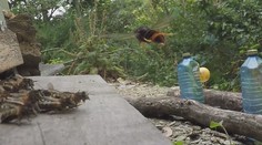 Obkľúči včelí úľ a zostáva po ňom spúšť. Sršeň ázijský k nám zrejme priletel z Maďarska