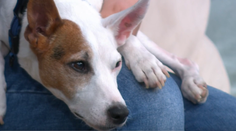 Ochrnuté zvieratá vracia späť na nohy. Slovenský veterinár zachránil desiatky domácich miláčikov