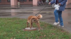 Psy chcú naučiť na pisoáre. Močom ničia výsadbu a poškodzujú steny