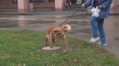 Psy chcú naučiť na pisoáre. Močom ničia výsadbu a poškodzujú steny