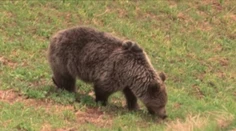 Maďari sú vo vytržení! Slovenský medveď sa zatúlal až k nim